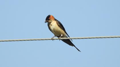 Kızıl kırlangıç