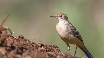 Sarı kuyruksallayan