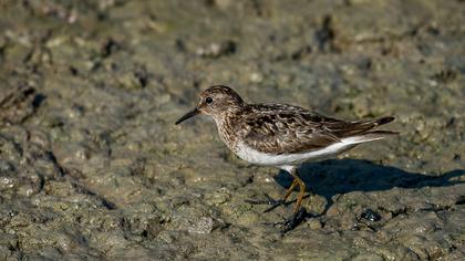 Sarıbacaklı kumkuşu