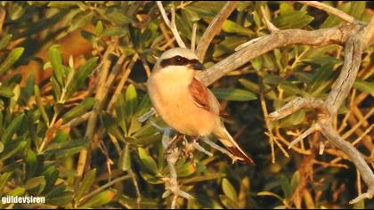 Kızılsırtlı örümcekkuşu