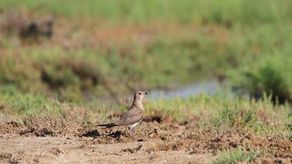 Bataklıkkırlangıcı