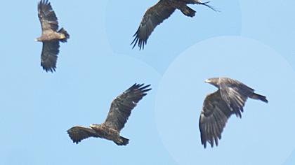 Küçük orman kartalı