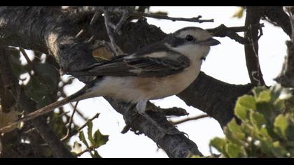 Maskeli örümcekkuşu