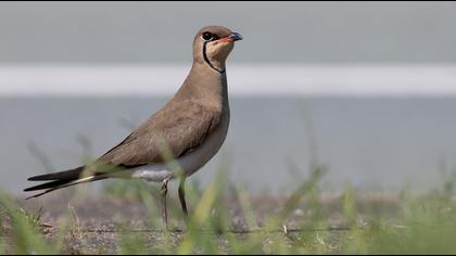 Bataklıkkırlangıcı
