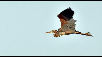 Erguvani balıkçıl