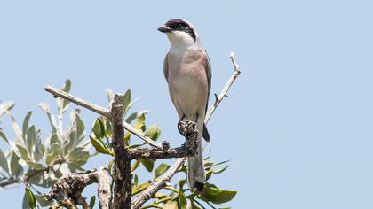 Karaalınlı örümcekkuşu