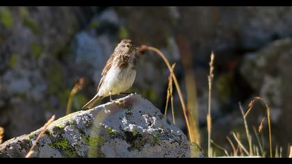 Sarıgagalı ketenkuşu