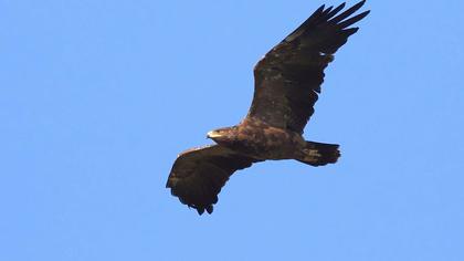 Küçük orman kartalı