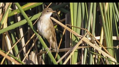 Bataklık kamışçını