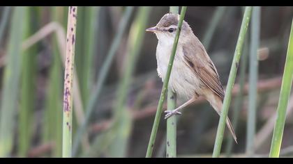 Doğu kamışçını