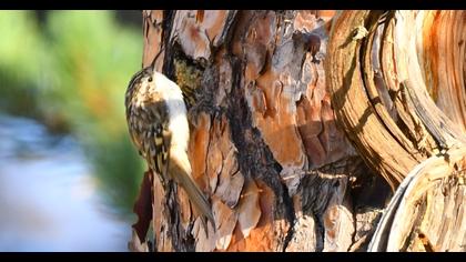 Orman tırmaşıkkuşu