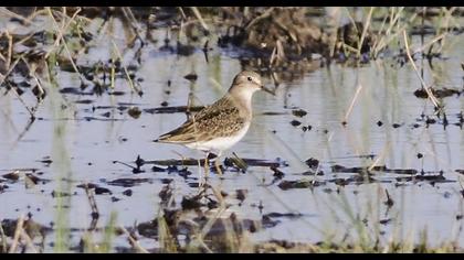 Sarıbacaklı kumkuşu