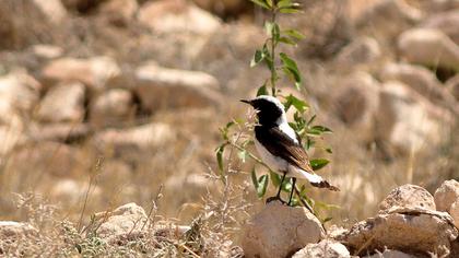 Aksırtlı kuyrukkakan