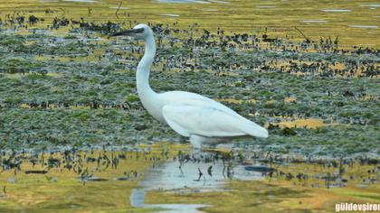 Küçük ak balıkçıl