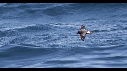 Fırtınakırlangıcı