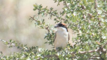 Kızılbaşlı örümcekkuşu