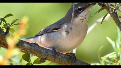 Küçük akgerdanlı ötleğen