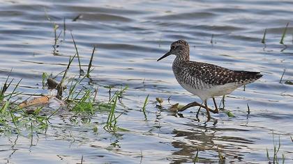 Orman düdükçünü