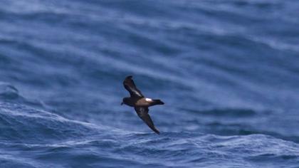 Fırtınakırlangıcı