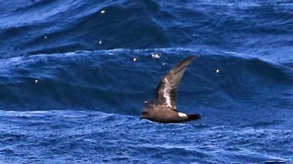 Fırtınakırlangıcı