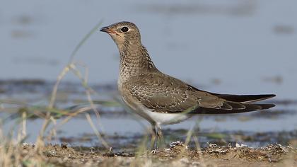 Bataklıkkırlangıcı