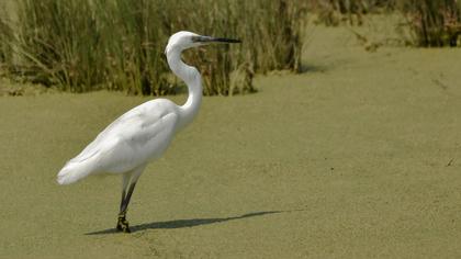 Küçük ak balıkçıl