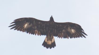 Golden Eagle