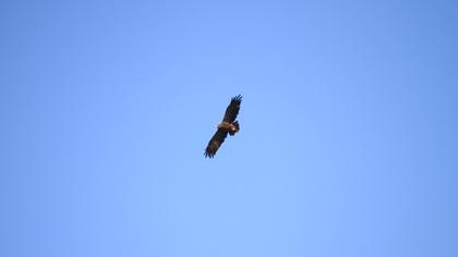 Küçük orman kartalı