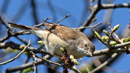 Akgerdanlı ötleğen