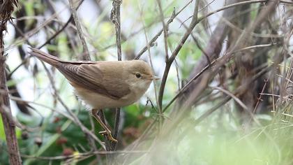 Çalı kamışçını