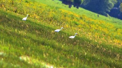 Küçük ak balıkçıl