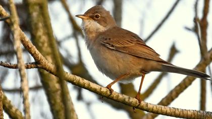Akgerdanlı ötleğen