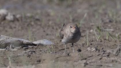 Bataklıkkırlangıcı