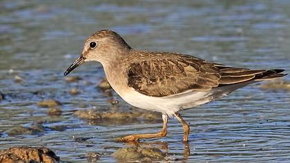 Sarıbacaklı kumkuşu