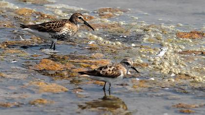 Karakarınlı kumkuşu