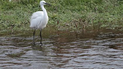 Küçük ak balıkçıl