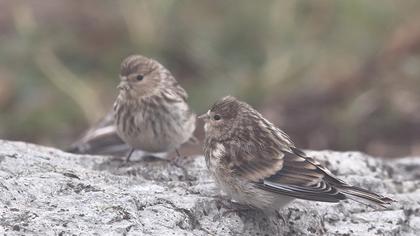 Sarıgagalı ketenkuşu