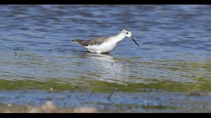 Bataklık düdükçünü