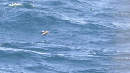 Fırtınakırlangıcı