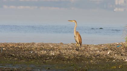 Erguvani balıkçıl