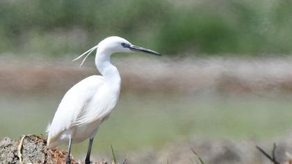 Küçük ak balıkçıl