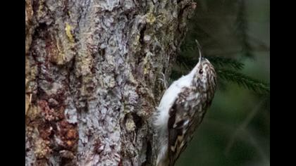 Orman tırmaşıkkuşu