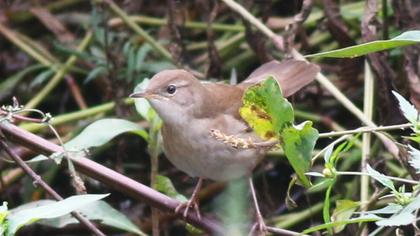 Bataklık kamışçını
