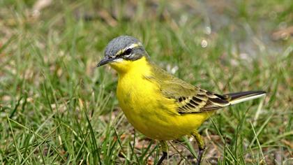 Sarı kuyruksallayan