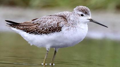 Bataklık düdükçünü