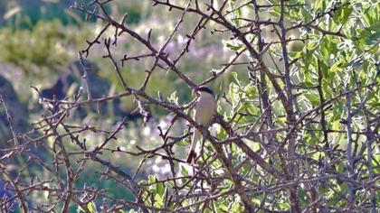 Kızılsırtlı örümcekkuşu