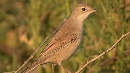 Akgerdanlı ötleğen