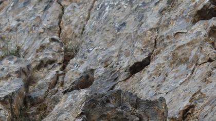 Büyük dağbülbülü