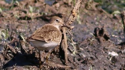 Sarıbacaklı kumkuşu