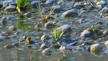 Broad-billed Sandpiper